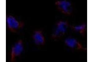 Immunofluorescence (IF) image for anti-Bone Morphogenetic Protein 7 (BMP7) antibody (ABIN2999272) (BMP7 antibody)