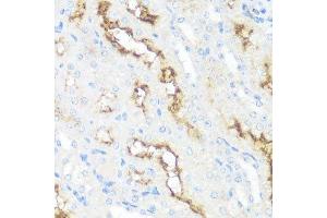 Immunohistochemistry of paraffin-embedded mouse kidney using MME antibody. (MME antibody  (AA 52-352))