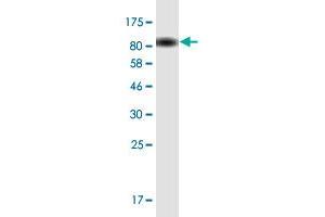 Western Blot detection against Immunogen (78. (TFEB antibody  (AA 1-476))