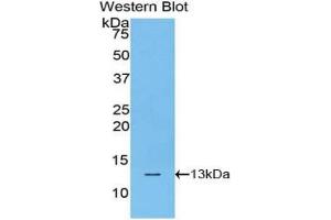 Figure. (HIST1H4A antibody  (AA 1-103))