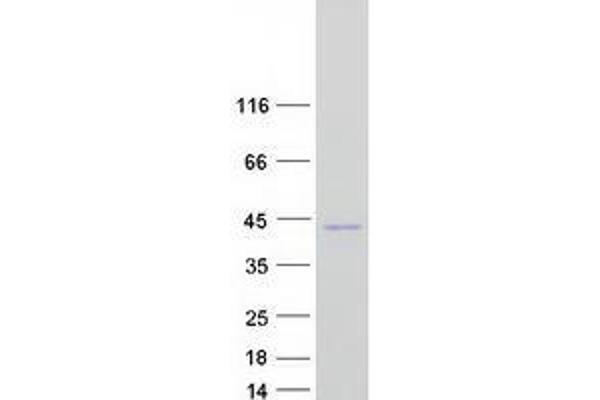 TOR1B Protein (Myc-DYKDDDDK Tag)