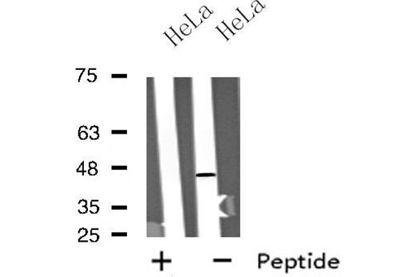 Motilin Receptor antibody  (C-Term)