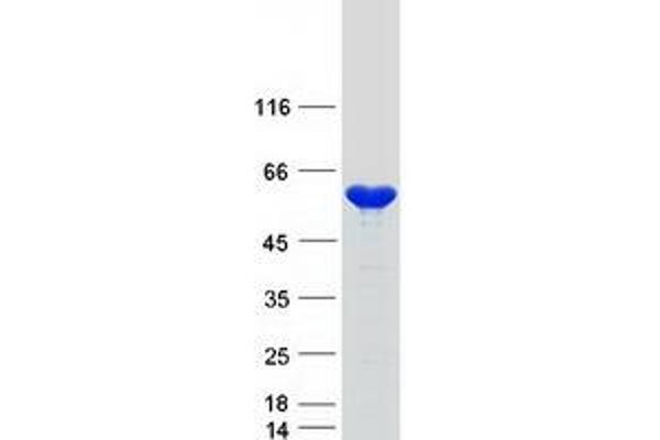 NAP1L4 Protein (Myc-DYKDDDDK Tag)