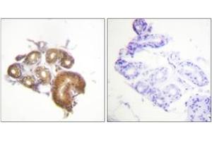 Immunohistochemistry (IHC) image for anti-BMX Non-Receptor Tyrosine Kinase (BMX) (AA 6-55) antibody (ABIN2888731) (BMX antibody  (AA 6-55))