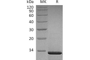 Greater than 95 % as determined by reducing SDS-PAGE. (NGFB Protein)