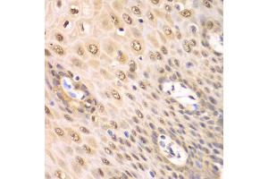 Immunohistochemistry of paraffin-embedded human esophagus using PSMA2 antibody. (PSMA2 antibody)