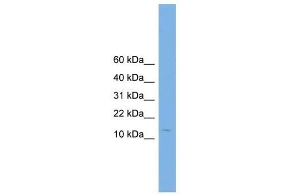 CPLX2 antibody  (N-Term)