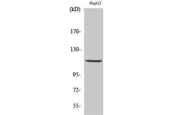 PKD1 Antikörper  (Thr310)