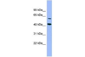 WB Suggested Anti-GFOD1  Antibody Titration: 0. (GFOD1 antibody  (Middle Region))