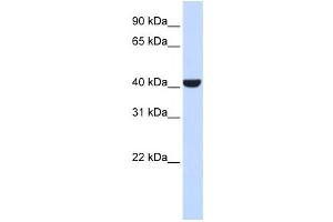 Western Blotting (WB) image for anti-ER Lipid Raft Associated 2 (ERLIN2) antibody (ABIN2460053) (ERLIN2 antibody)