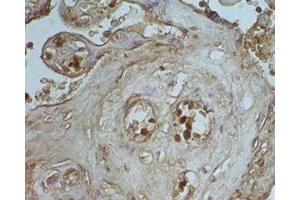 Human placenta tissue was stained by Rabbit Anti-Apelin-36 (Rat) Serum (AP36 antibody)