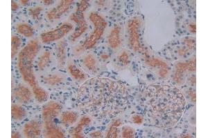 IHC-P analysis of Rat Kidney Tissue, with DAB staining. (ENPEP antibody  (AA 409-624))