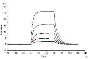 Surface Plasmon Resonance (SPR) image for Interleukin 2 Receptor, beta (IL2RB) (AA 27-239) protein (His-Avi Tag) (ABIN7274076)