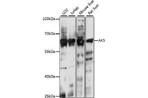 Western blot analysis of extracts of various cell lines, using  antibody (ABIN7265470) at 1:1000 dilution. (Adenylate Kinase 5 antibody  (AA 150-370))