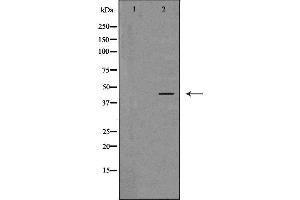 Western blot analysis of extracts of mouse brain tissue, using SIRT2 antibody. (SIRT2 antibody  (C-Term))