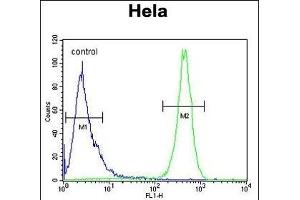 Beclin1-BH3 Domain Antibody (ABIN652595 and ABIN2842399) flow cytometric analysis of Hela cells (right histogram) compared to a negative control cell (left histogram). (Beclin 1 antibody  (AA 95-132))