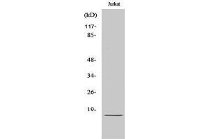 Western Blotting (WB) image for anti-Interferon Induced with Helicase C Domain 1 (IFIH1) (C-Term) antibody (ABIN3185498) (IFIH1 antibody  (C-Term))