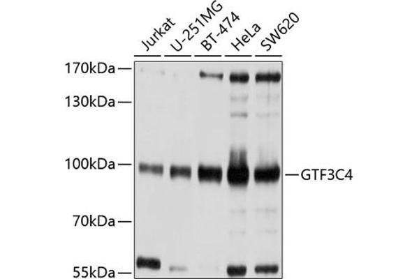 GTF3C4 antibody  (AA 583-822)