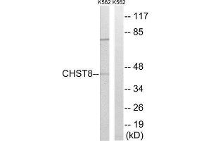Western Blotting (WB) image for anti-Carbohydrate (N-Acetylgalactosamine 4-0) Sulfotransferase 8 (CHST8) (C-Term) antibody (ABIN1850998) (CHST8 antibody  (C-Term))