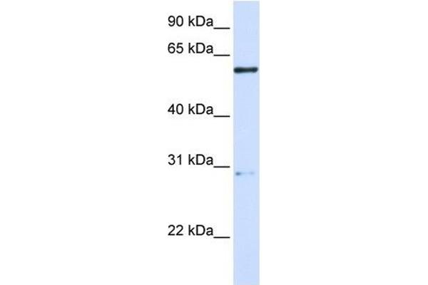 MANEA antibody  (Middle Region)