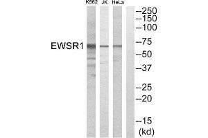 Western Blotting (WB) image for anti-Ewing Sarcoma Breakpoint Region 1 (EWSR1) (Internal Region) antibody (ABIN1852060) (EWSR1 antibody  (Internal Region))