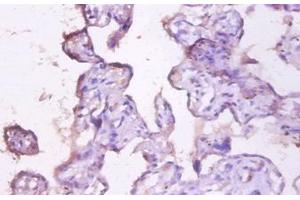 Immunohistochemistry of paraffin-embedded human placenta using EMA / MUC1 antibody at dilution of 1:100. (MUC1 antibody  (HRP))