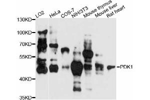 Western blot analysis of extracts of various cell lines, using PDK1 antibody (ABIN5970313) at 1:3000 dilution. (PDPK1 antibody)