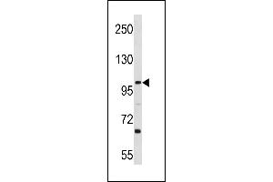 L3MBTL3 Antibody (N-term) (ABIN1881489 and ABIN2843287) western blot analysis in Ramos cell line lysates (35 μg/lane). (L3MBTL3 antibody  (N-Term))