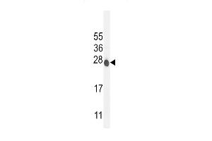 Western blot analysis in mouse NIH-3T3 cell line lysates (35ug/lane). (ATP6V0C antibody  (C-Term))