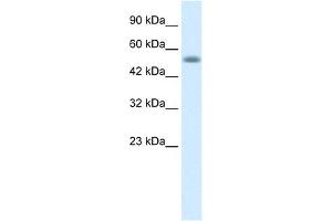 Nucleobindin 1 antibody used at 1 ug/ml to detect target protein. (Nucleobindin 1 antibody  (C-Term))