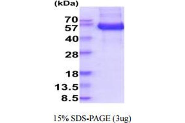 PSG1 Protein (AA 35-419) (His tag)