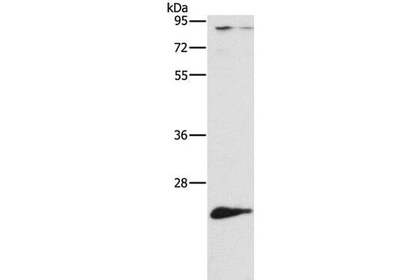 ATG10 antibody