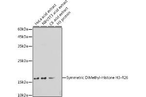 Western blot analysis of extracts of various cell lines, using Symmetric DiMethyl-Histone H3-R26 antibody (ABIN3017473, ABIN3017474, ABIN3017475 and ABIN6220103) at 1:500 dilution. (Histone 3 antibody  (H3R26me2))