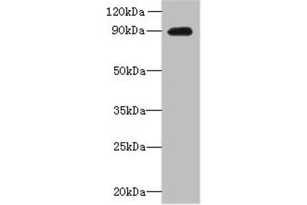 OXR1 antibody  (AA 401-600)