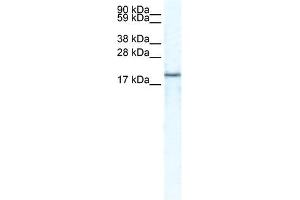 CXCL14 antibody (20R-1308) used at 0. (CXCL14 antibody  (Middle Region))