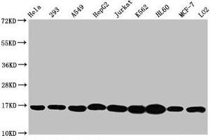 Western Blot Positive WB detected in: Hela whole cell lysate, 293 whole cell lysate, A549 whole cell lysate, HepG2 whole cell lysate, Jurkat whole cell lysate, K562 whole cell lysate, HL60 whole cell lysate, MCF-7 whole cell lysate, LO2 whole cell lysate All lanes: HIST1H3A antibody at 1:500 Secondary Goat polyclonal to rabbit IgG at 1/40000 dilution Predicted band size: 16 kDa Observed band size: 16 kDa (HIST1H3A antibody  (3meLys4))