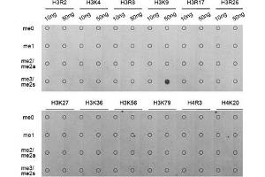 Dot Blot (DB) image for anti-Histone 3 (H3) (H3K9me) antibody (ABIN1872999) (Histone 3 antibody  (H3K9me))