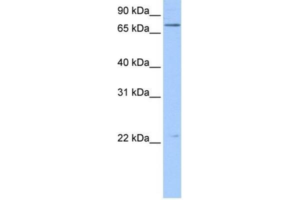 Filensin antibody  (N-Term)