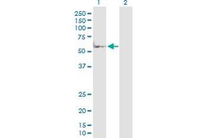 Western Blot analysis of MAP2K7 expression in transfected 293T cell line by MAP2K7 MaxPab polyclonal antibody. (MAP2K7 antibody  (AA 1-426))