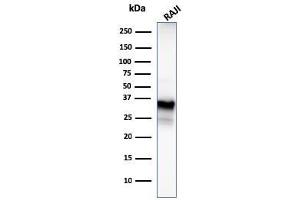 Western Blot Analysis of Raji cell lysate using CD20 Mouse Monoclonal Antibody (MS4A1/3409). (CD20 antibody  (AA 213-297))