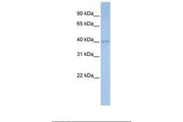 PDSS1 antibody  (AA 182-231)