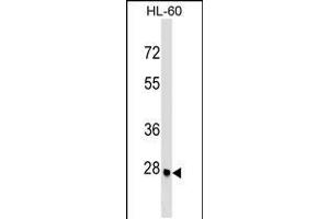 Western blot analysis in HL-60 cell line lysates (35ug/lane). (ARGFX antibody  (AA 103-132))