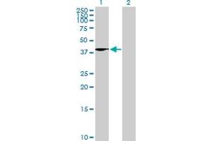Western Blot analysis of WNT4 expression in transfected 293T cell line by WNT4 MaxPab polyclonal antibody. (WNT4 antibody  (AA 1-351))