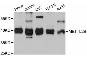 Western blot analysis of extracts of various cell lines, using METTL2B antibody (ABIN6290626) at 1:3000 dilution. (METTL2B antibody)