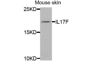 Western blot analysis of extracts of mouse skin, using IL17F antibody (ABIN5973881) at 1/1000 dilution. (IL17F antibody)