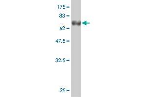 Western Blot detection against Immunogen (65. (STBD1 antibody  (AA 1-358))