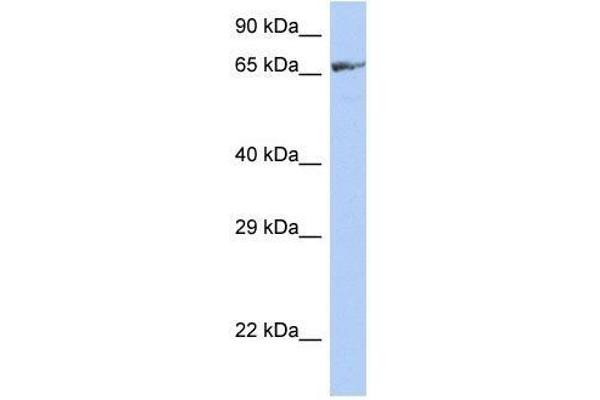 ZNF676 antibody  (Middle Region)