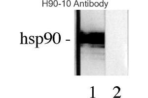 Western blot analysis of Human Lysates showing detection of Hsp90 protein using Mouse Anti-Hsp90 Monoclonal Antibody, Clone H9010 . (HSP90 antibody  (Atto 594))