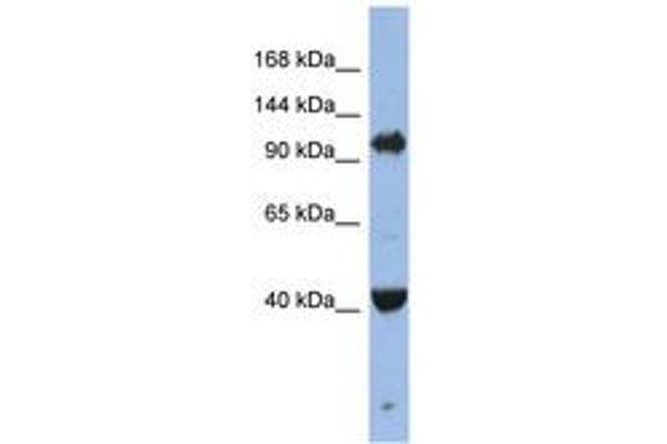 AGO4 antibody  (AA 611-660)