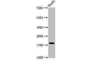 Western Blot Positive WB detected in: HepG2 whole cell lysate All lanes: H1F0 antibody at 1:50 Secondary Goat polyclonal to rabbit IgG at 1/50000 dilution Predicted band size: 21, 20 kDa Observed band size: 21 kDa (Histone H1-Like (LOC107807853) (meLys101) antibody)